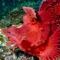Weedy Scorpionfish